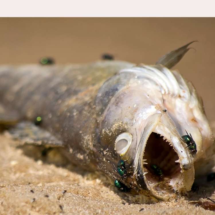 dead fish on shore