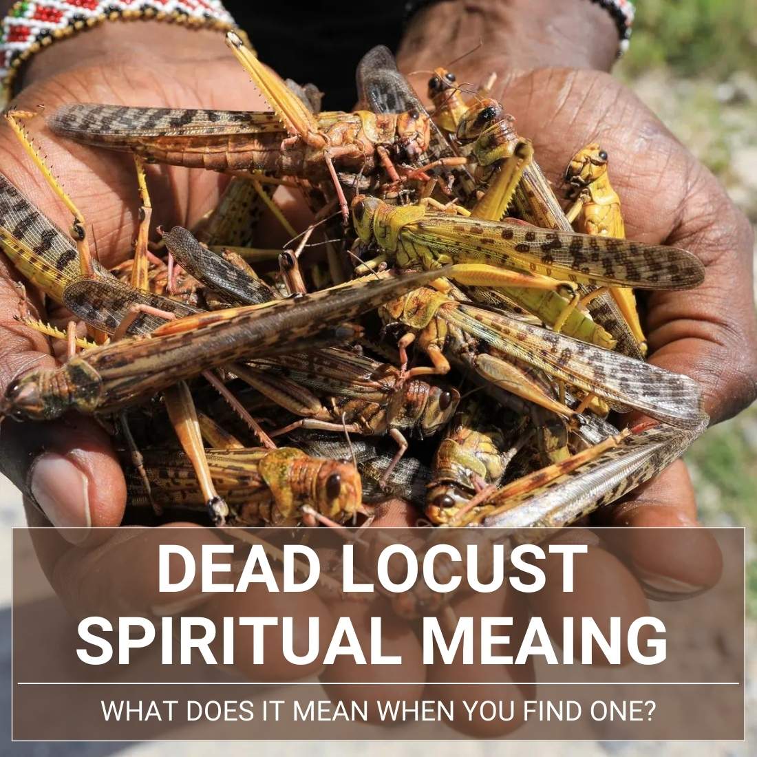 dead locust spiritual meaning
