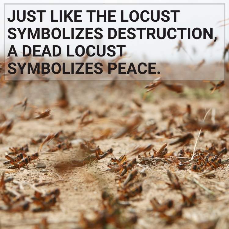 dead locust symbolizes peace
