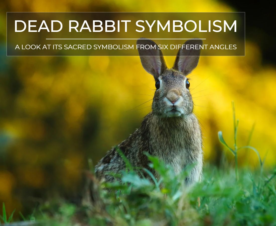 dead rabbit symbolism 23