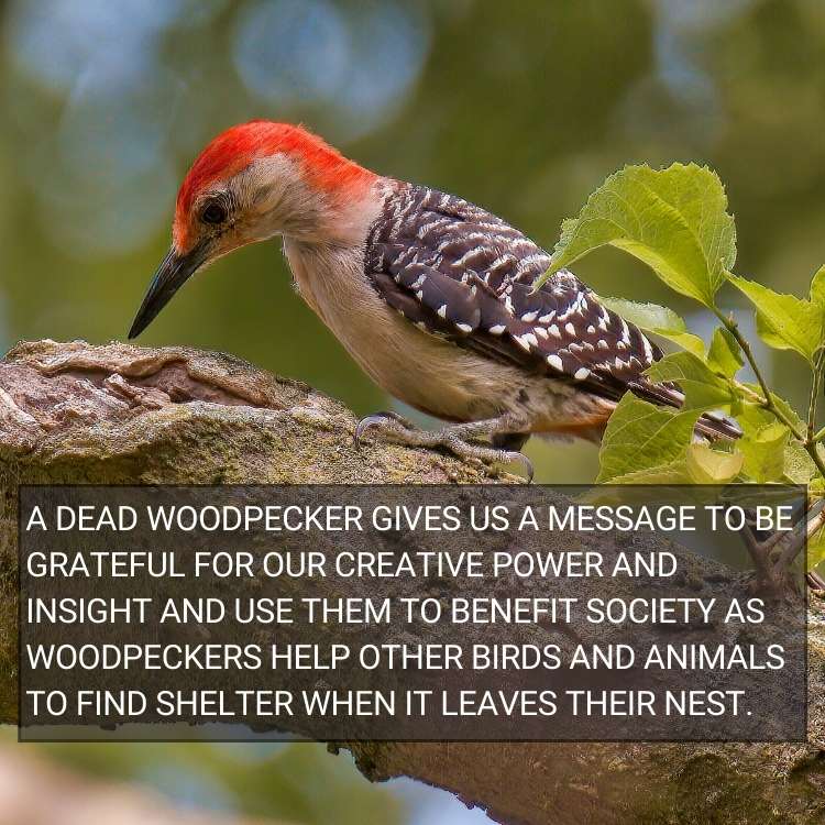 symbolism dead woodpecker grateful