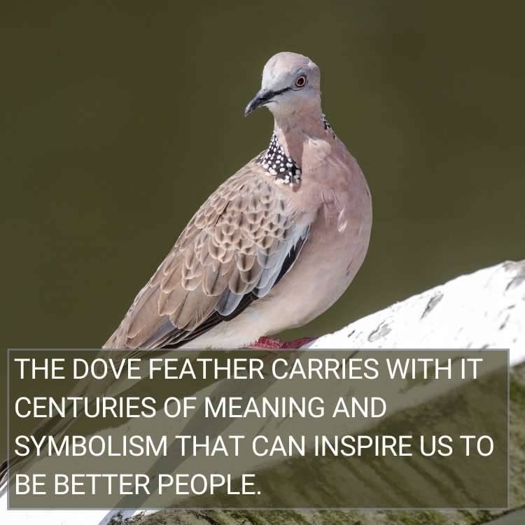 dove feather carries meaning