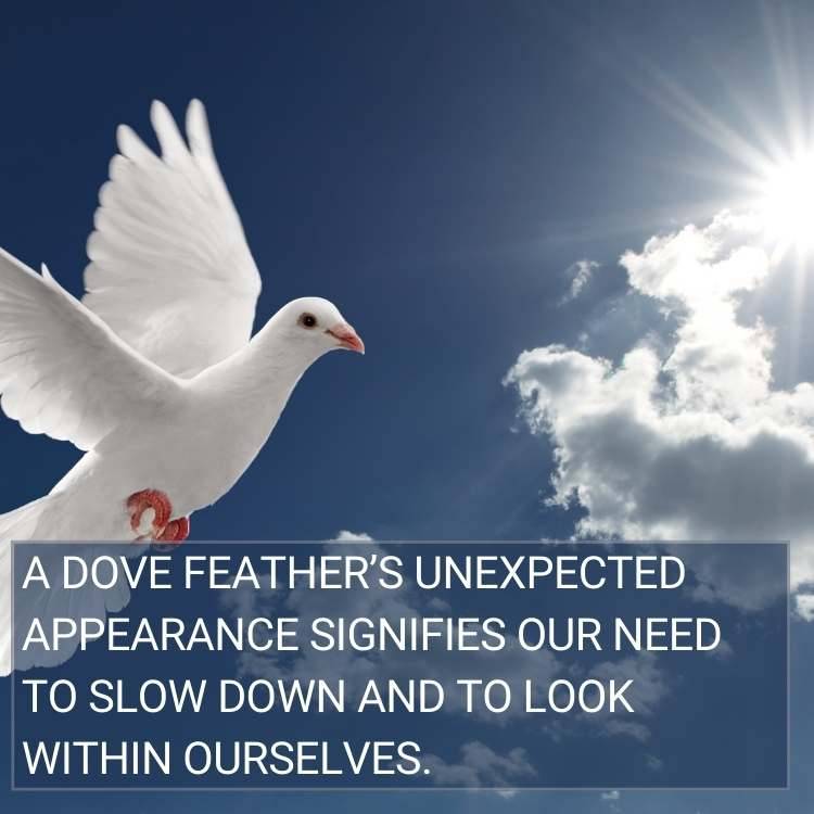 dove feather signifies slow down