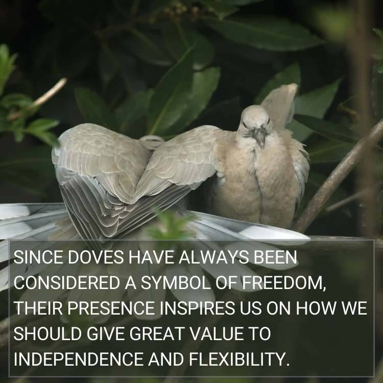 two doves