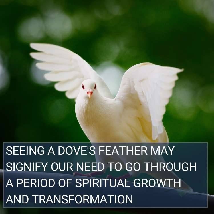 dove feather signifies spiritual growth