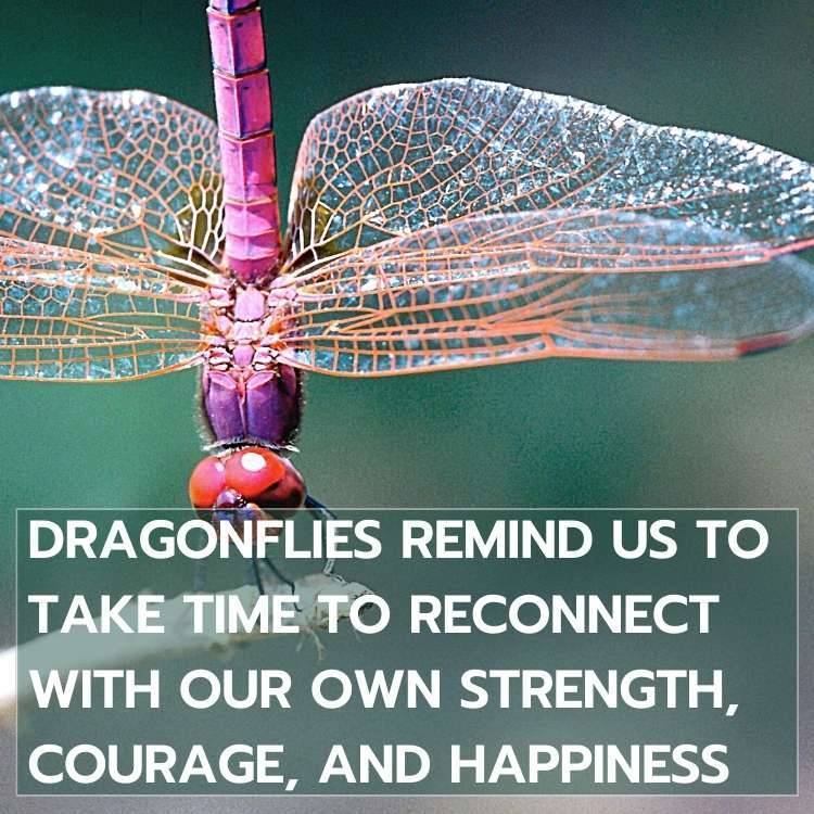 dragonflies remind to reconnect Dragonfly Symbolism - Spirit Animal +Totem - A full Guide