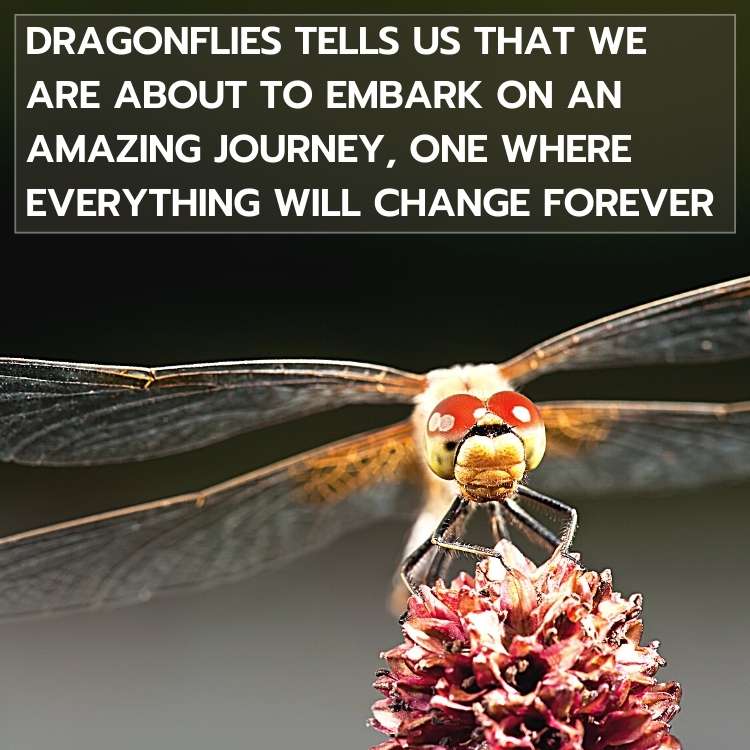 dragonfly journey