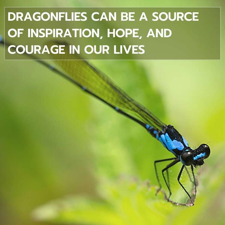 dragonfly source of inspiration