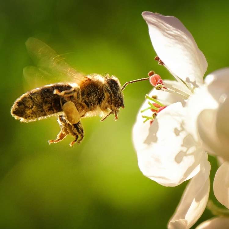 bee