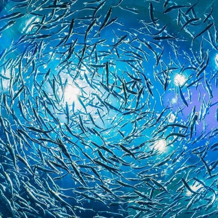 dream of fish swarm