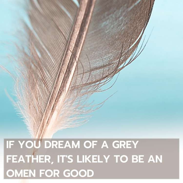 dreaming grey feather good omen