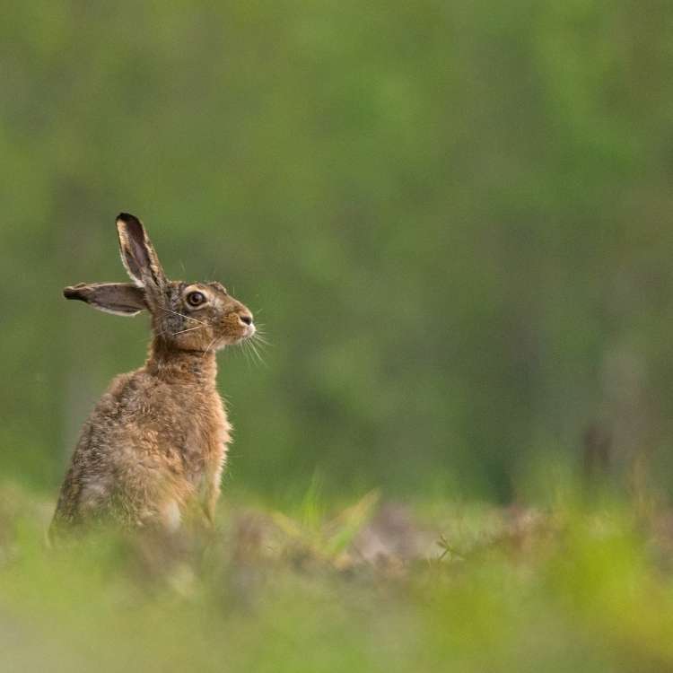 dreaming of hares