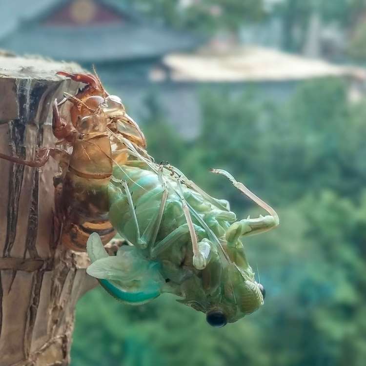empty cicada shell