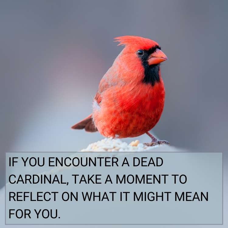 encounter a dead cardinal
