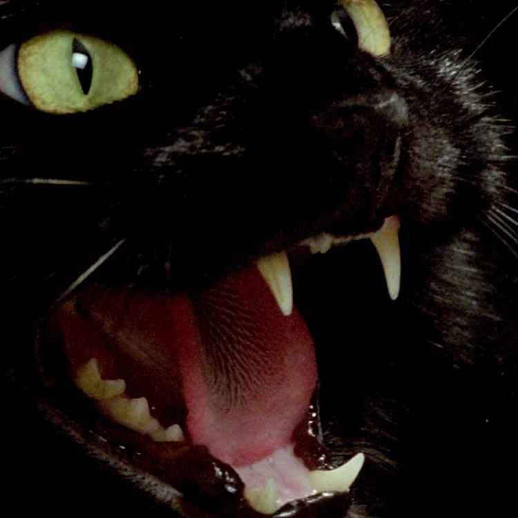 evil black cat