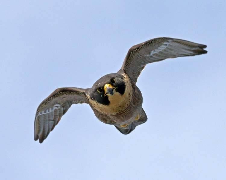 falcon bird in flight