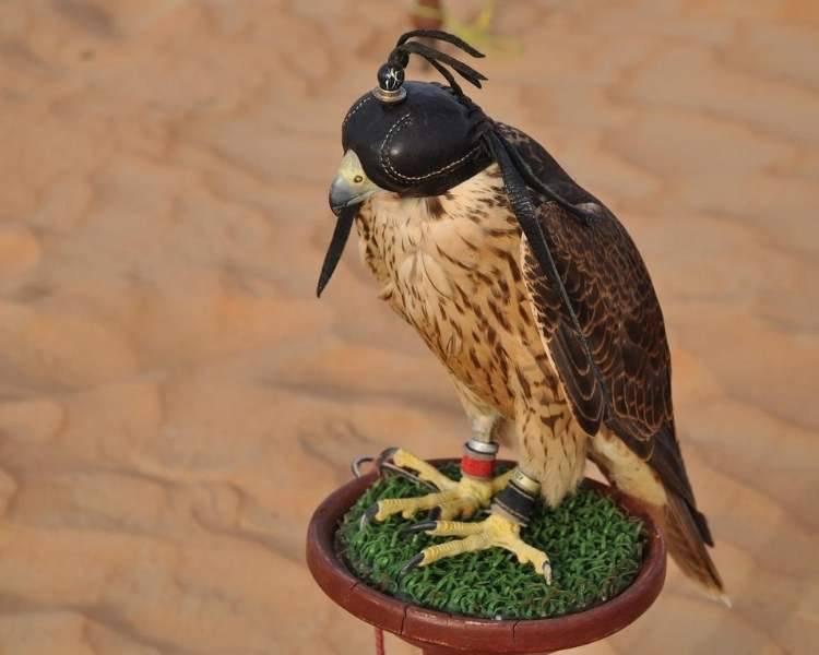 falcons in different cultures