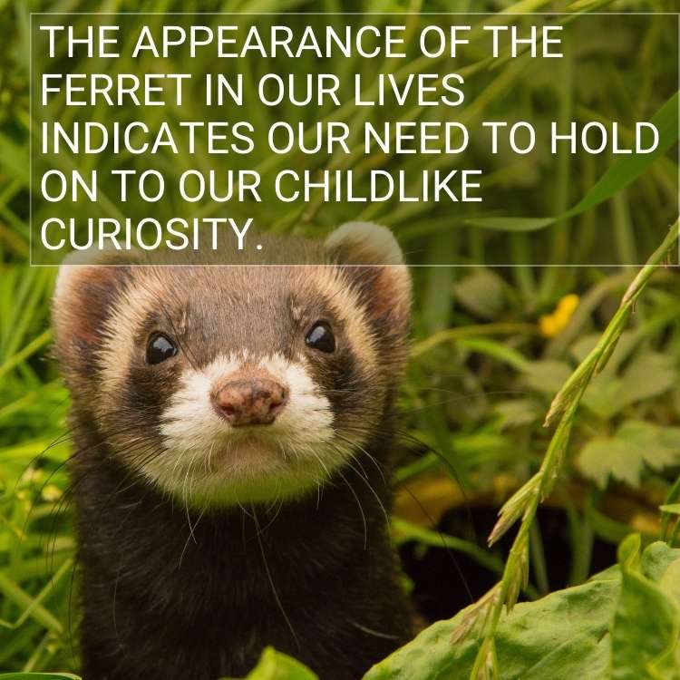 ferret childlike curiosity What is the Spiritual Meaning of A Ferret?