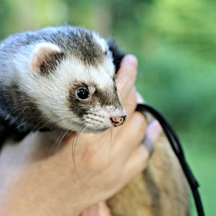 ferret in hand