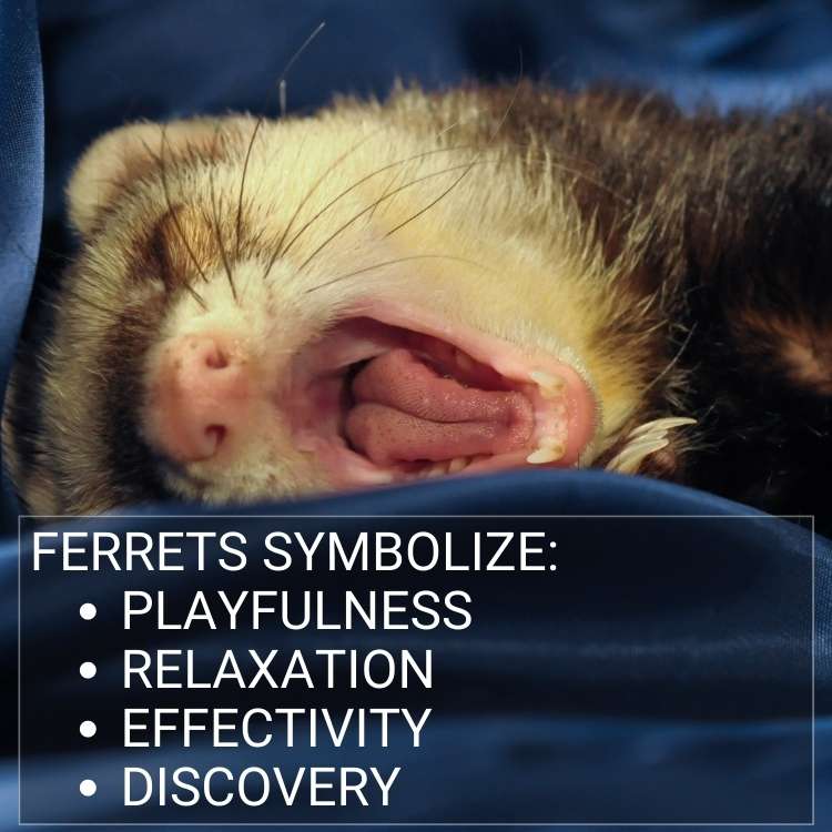 ferrets symbolize What is the Spiritual Meaning of A Ferret?
