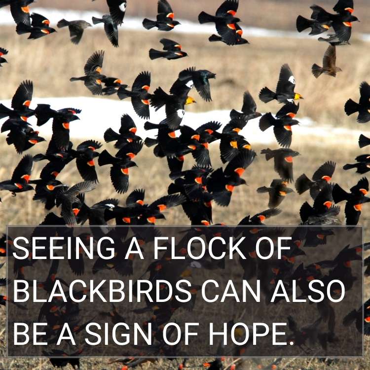 flock of blackbirds sign of hope