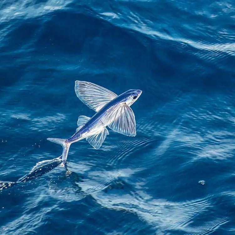 flying fish dream