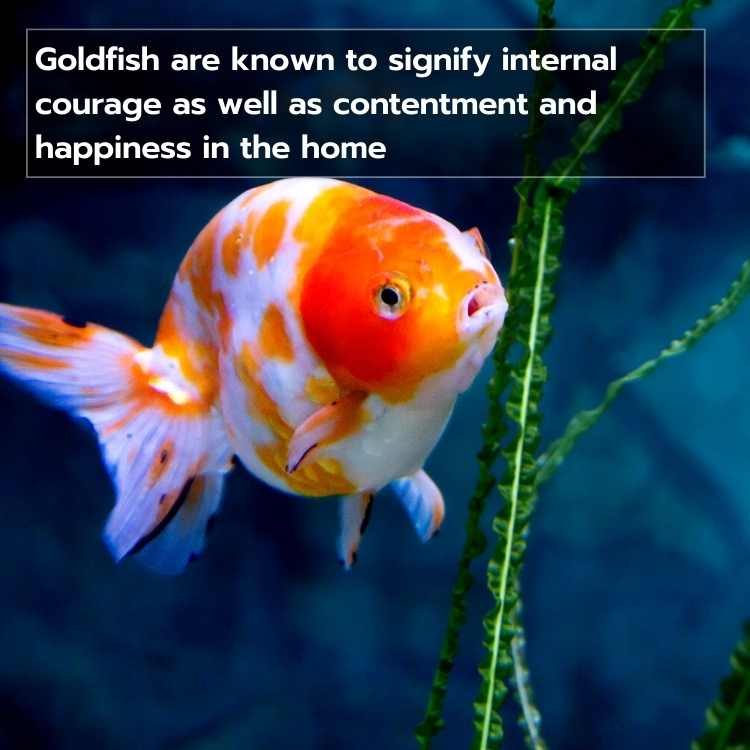 goldfish signify courage
