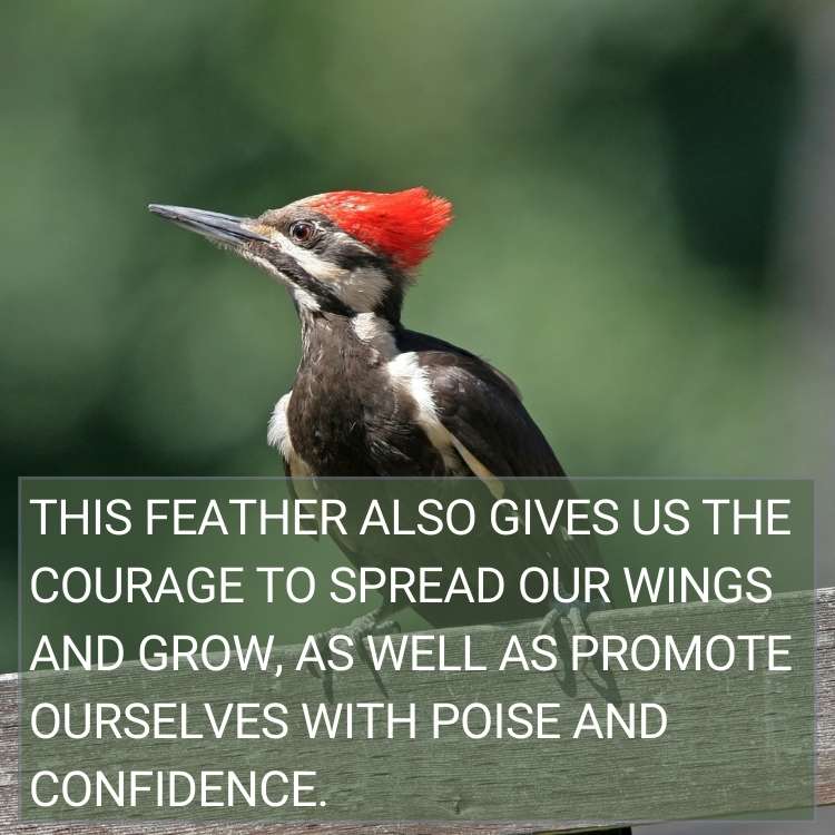 grow confidence woodpecker Woodpecker Feather Spiritual Meaning - the Honest Symbolism