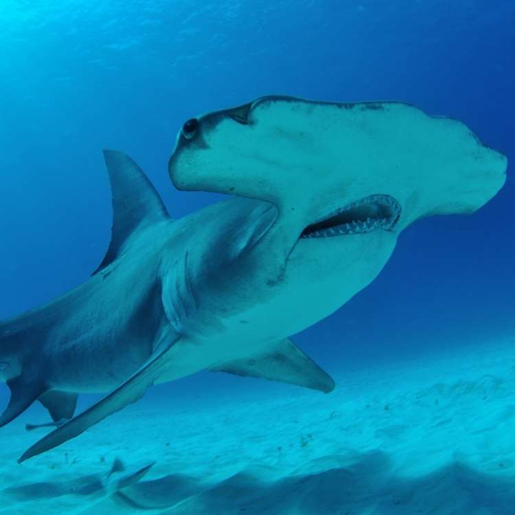hammerhead shark symbolism Shark Symbolism - Guide To The Spiritual Meaning of Sharks