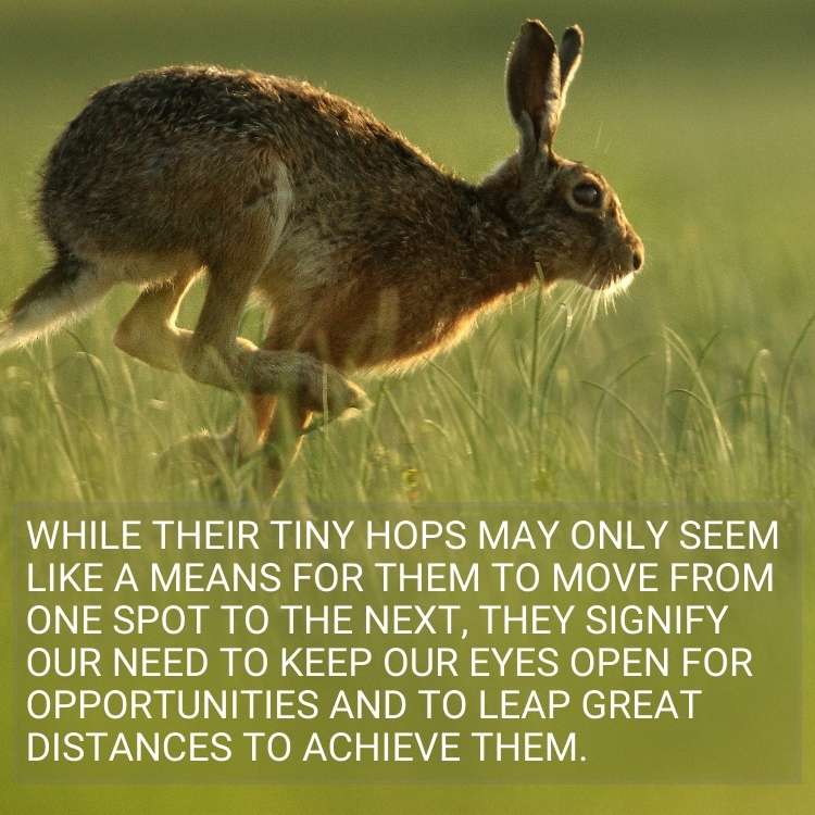 hare big leaps