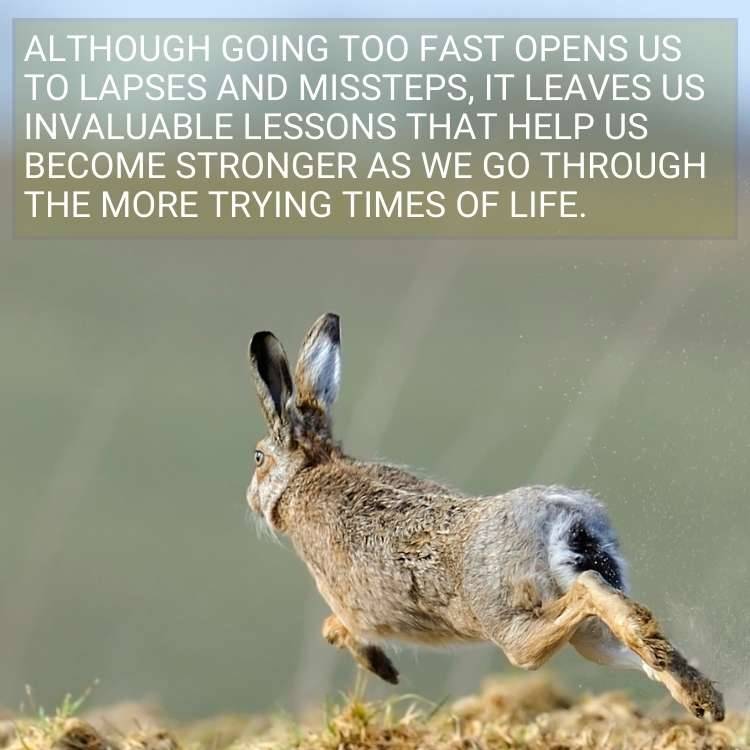 hare going through life