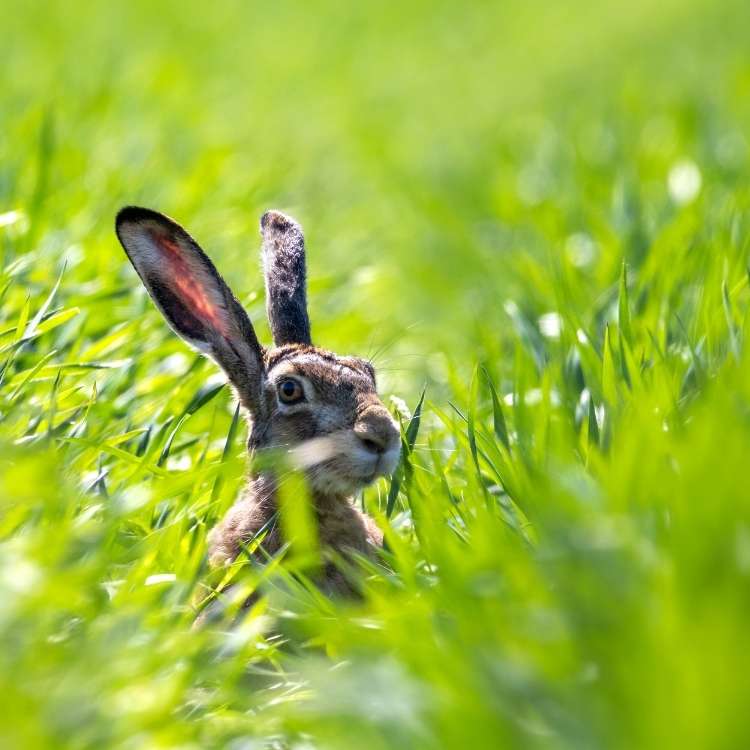 hare in grass