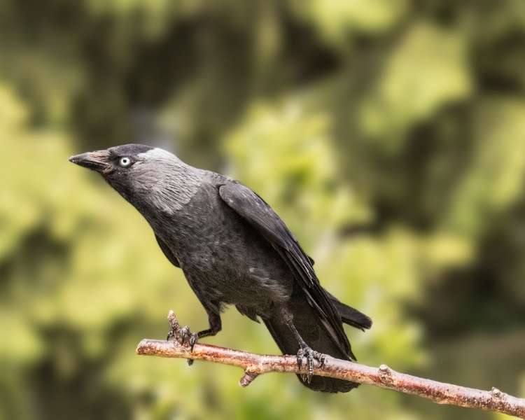 hooded crow