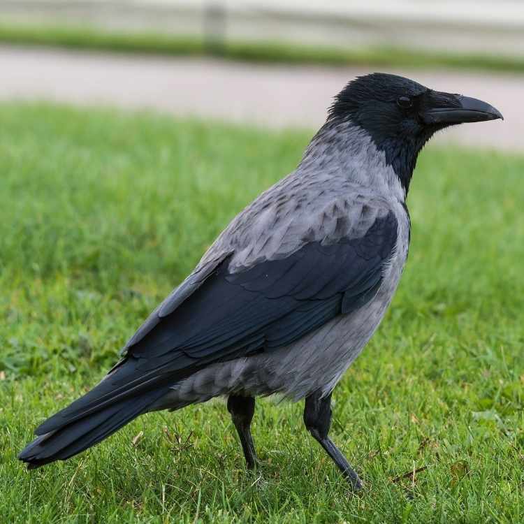 hooded crow Grackle Vs Crow - A Guide To Differences And Similarities