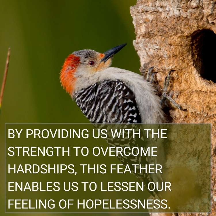 hopelessness Woodpecker Feather Spiritual Meaning - the Honest Symbolism