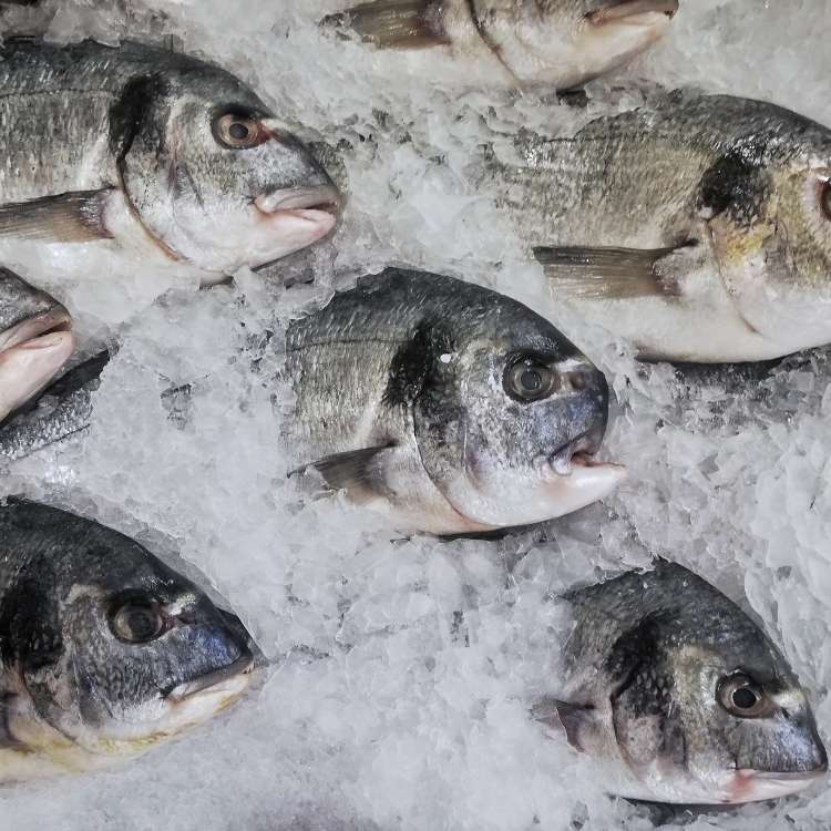 ice cold fish dream