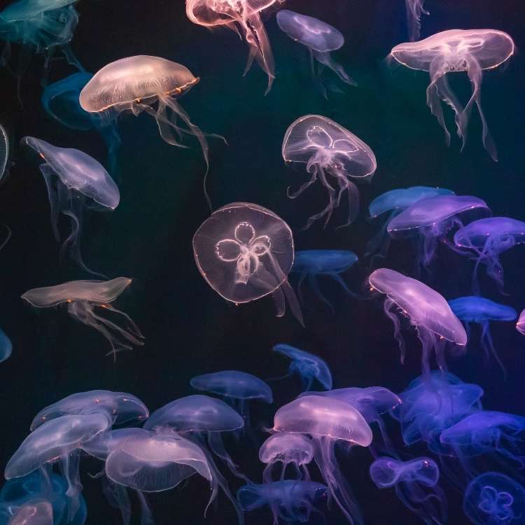 jellyfish in purple