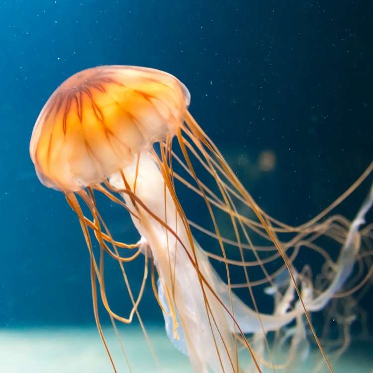 jellyfish meaning