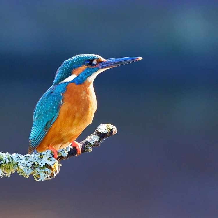 kingfisher symbolism