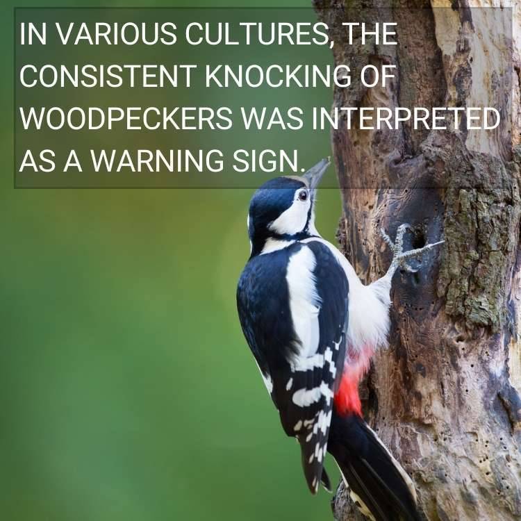 knocking of woodpeckers warning sign