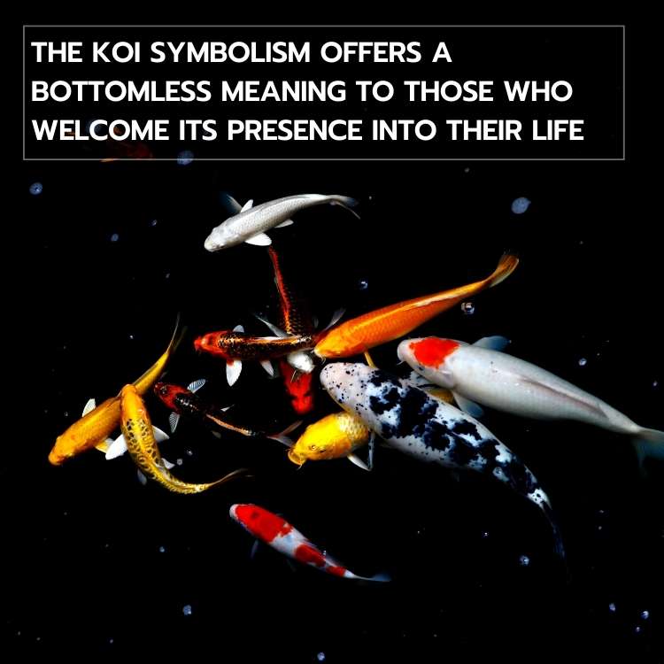 koi symbolism The Enchanting Significance Of Koi Symbolism