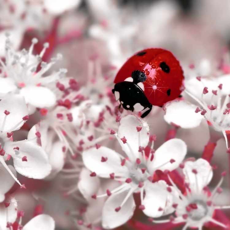 ladybug and flower