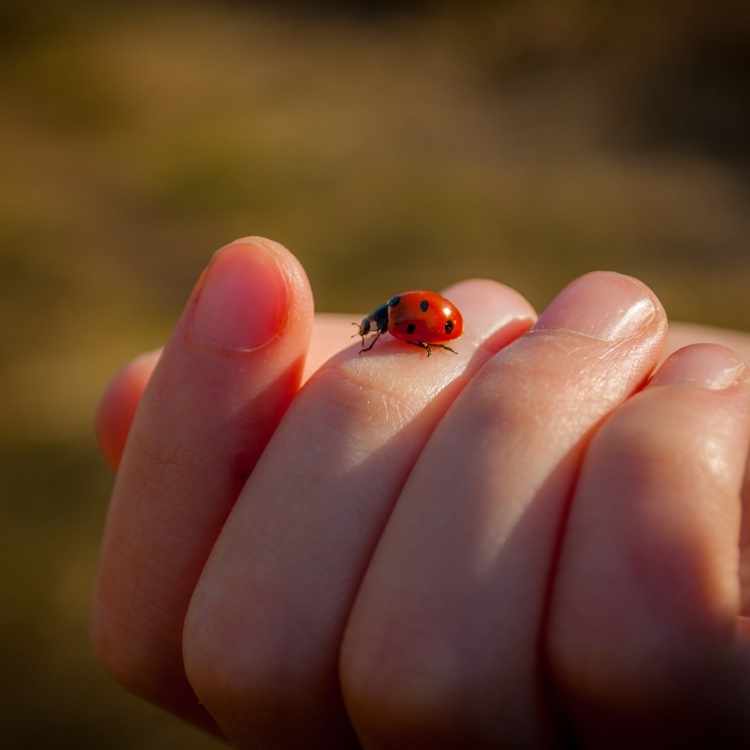 ladybug means luck