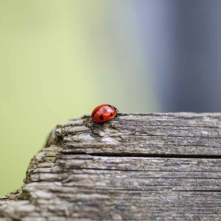 ladybug native american culture