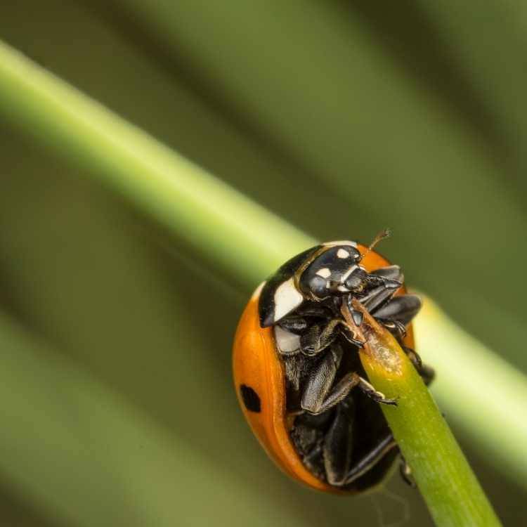 ladybug on plant