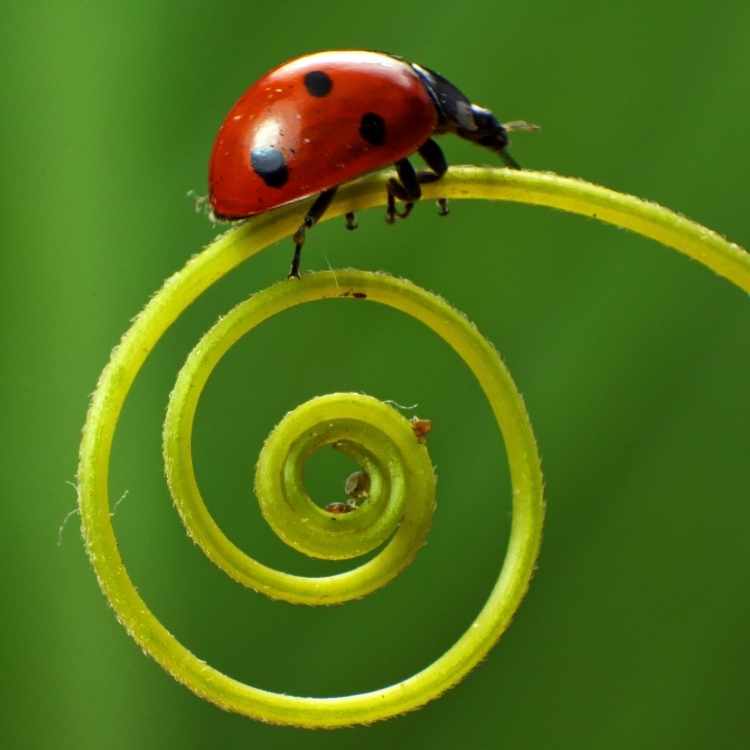 Ladybug Symbolism, Spirit Animal, and What It Means To You