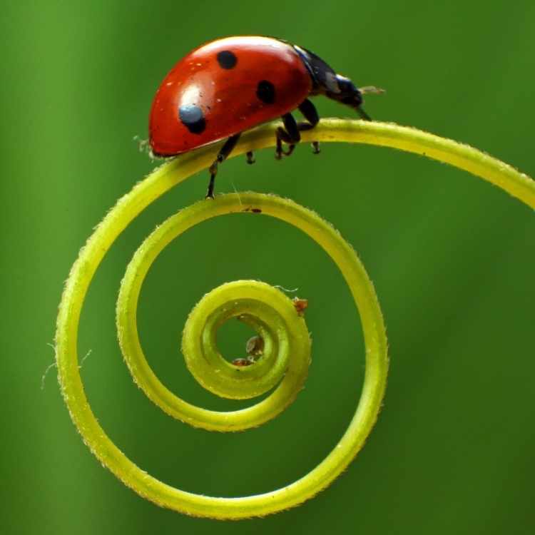 ladybug spirit