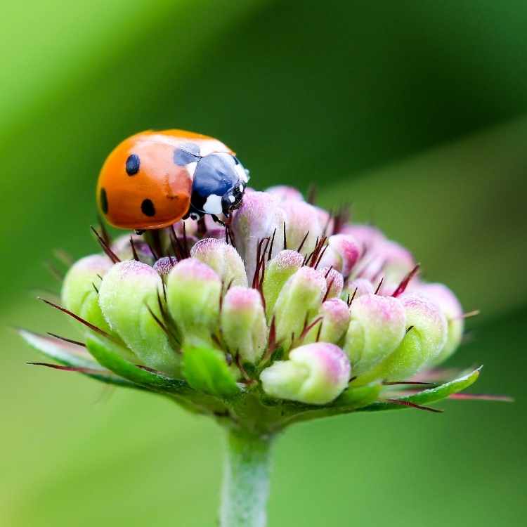 ladybug totem