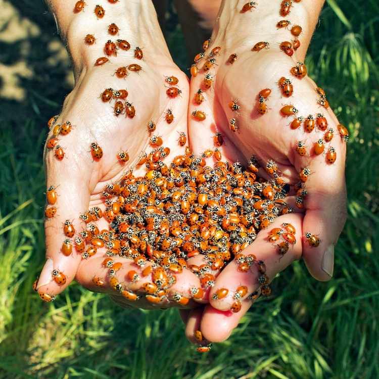 ladybugs on hand