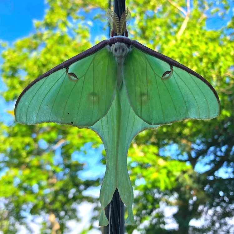 luna moth beautiful